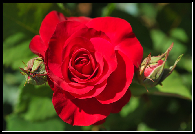 Rose Rouge